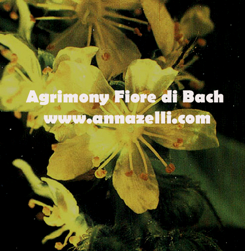 AGRIMONY, FIORE DI BACH, FIORE DELL'ANIMA,TERAPIA VIBRAZIONALE,FLORITERAPIA,NATUROPATIA