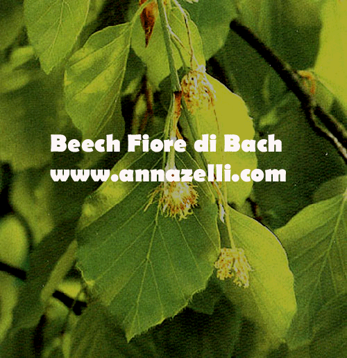 BEECH,FIORE DI BACH, FIORE DELL'ANIMA,TERAPIA VIBRAZIONALE,FLORITERAPIA,NATUROPATIA