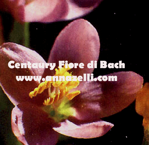 CENTAURY,FIORE DI BACH, FIORE DELL'ANIMA,TERAPIA VIBRAZIONALE,FLORITERAPIA,NATUROPATIA