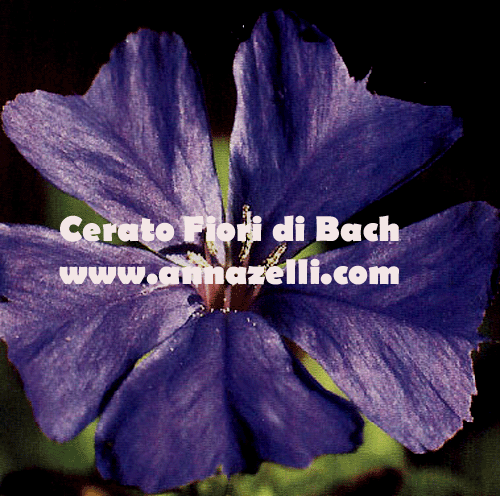 CERATO, FIORE DI BACH, FIORE DELL'ANIMA,TERAPIA VIBRAZIONALE,FLORITERAPIA,NATUROPATIA