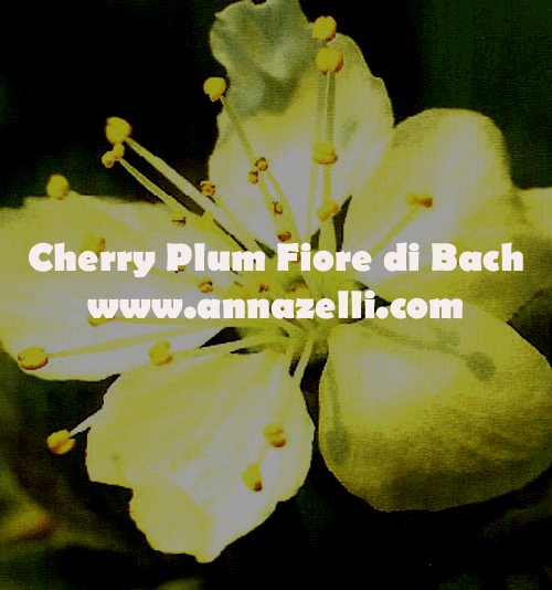 CHERRY PLUM, FIORE DI BACH, FIORE DELL'ANIMA,TERAPIA VIBRAZIONALE,FLORITERAPIA,NATUROPATIA