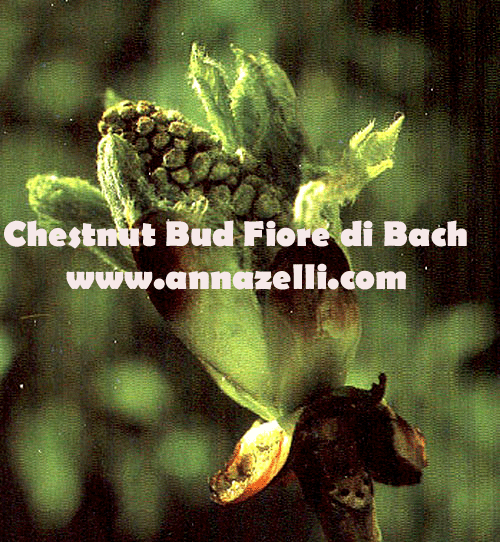 CHESTNUT BUD, FIORE DI BACH, FIORE DELL'ANIMA,TERAPIA VIBRAZIONALE,FLORITERAPIA,NATUROPATIA