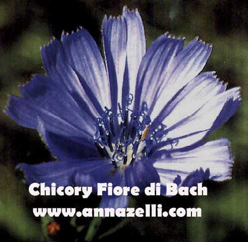 CHICORY, FIORE DI BACH, FIORE DELL'ANIMA,TERAPIA VIBRAZIONALE,FLORITERAPIA,NATUROPATIA