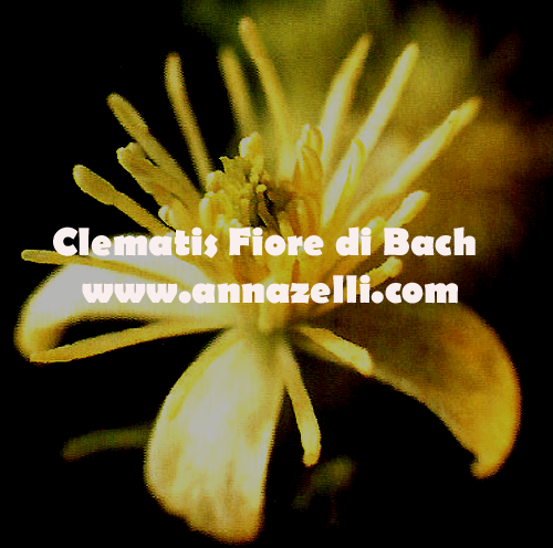 CLEMATIS,FIORE DI BACH, FIORE DELL'ANIMA,TERAPIA VIBRAZIONALE,FLORITERAPIA,NATUROPATIA