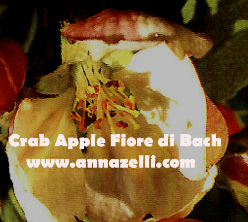 CRAB APPLE,FIORE DI BACH, FIORE DELL'ANIMA,TERAPIA VIBRAZIONALE,FLORITERAPIA,NATUROPATIA