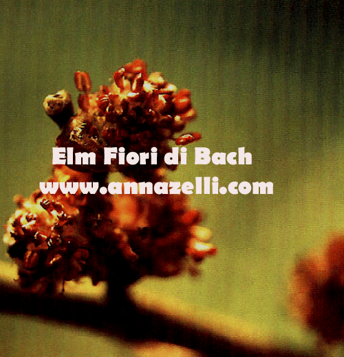 ELM, FIORE DI BACH, FIORE DELL'ANIMA,TERAPIA VIBRAZIONALE,FLORITERAPIA,NATUROPATIA