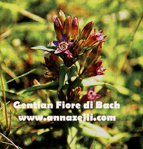 GENTIAN,FIORE DI BACH, FIORE DELL'ANIMA,TERAPIA VIBRAZIONALE,FLORITERAPIA,NATUROPATIA