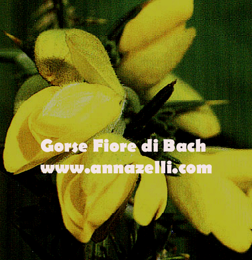 GORSE,FIORE DI BACH, FIORE DELL'ANIMA,TERAPIA VIBRAZIONALE,FLORITERAPIA,NATUROPATIA