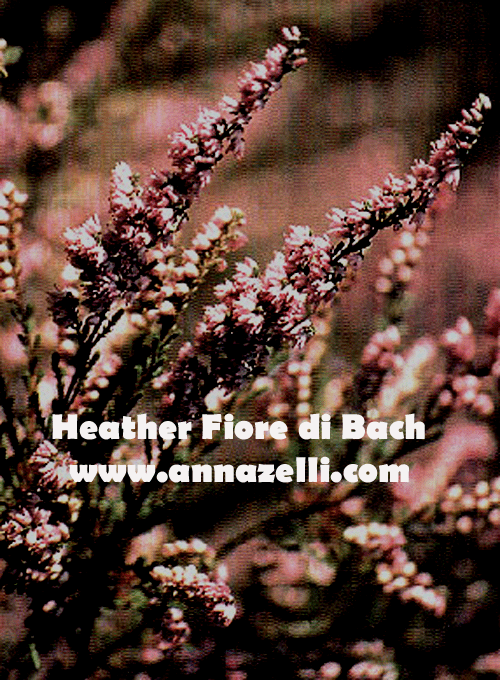 HEATHER,FIORE DI BACH, FIORE DELL'ANIMA,TERAPIA VIBRAZIONALE,FLORITERAPIA,NATUROPATIA