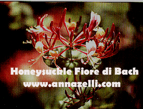 HONEYSUCKLE,FIORE DI BACH, FIORE DELL'ANIMA,TERAPIA VIBRAZIONALE,FLORITERAPIA,NATUROPATIA