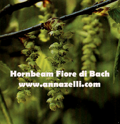 HORNBEAM, FIORE DI BACH, FIORE DELL'ANIMA,TERAPIA VIBRAZIONALE,FLORITERAPIA,NATUROPATIA