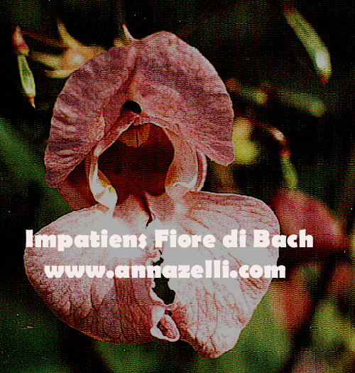 IMPATIENS,FIORE DI BACH, FIORE DELL'ANIMA,TERAPIA VIBRAZIONALE,FLORITERAPIA,NATUROPATIA
