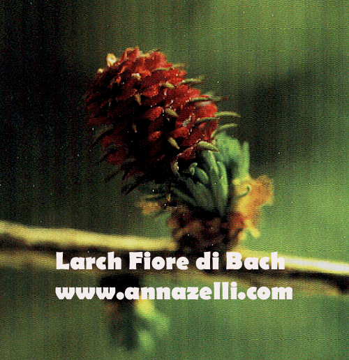 LARCH,FIORE DI BACH, FIORE DELL'ANIMA,TERAPIA VIBRAZIONALE,FLORITERAPIA,NATUROPATIA