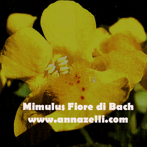 MIMULUS,FIORE DI BACH, FIORE DELL'ANIMA,TERAPIA VIBRAZIONALE,FLORITERAPIA,NATUROPATIA