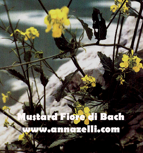 MUSTARD,FIORE DI BACH, FIORE DELL'ANIMA,TERAPIA VIBRAZIONALE,FLORITERAPIA,NATUROPATIA