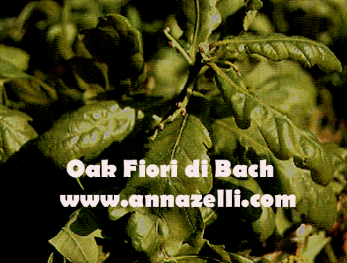 OAK,FIORE DI BACH, FIORE DELL'ANIMA,TERAPIA VIBRAZIONALE,FLORITERAPIA,NATUROPATIA