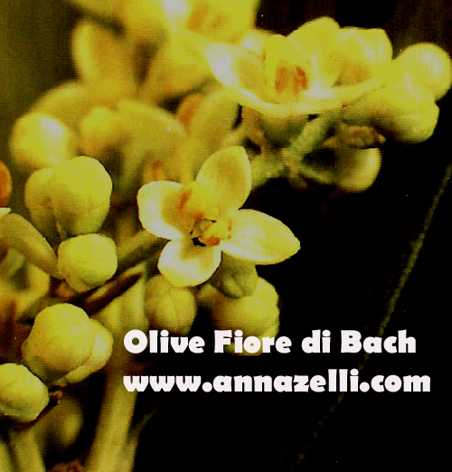 OLIVE,FIORE DI BACH, FIORE DELL'ANIMA,TERAPIA VIBRAZIONALE,FLORITERAPIA,NATUROPATIA