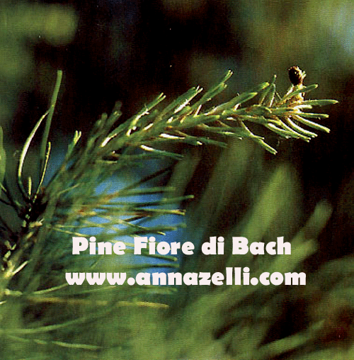 PINE,FIORE DI BACH, FIORE DELL'ANIMA,TERAPIA VIBRAZIONALE,FLORITERAPIA,NATUROPATIA
