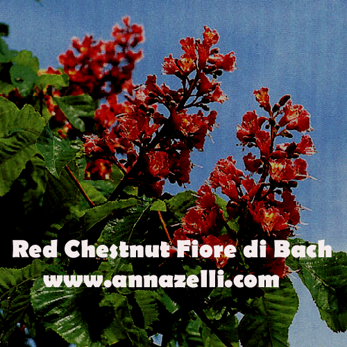 RED CHESTNUT, FIORE DI BACH, FIORE DELL'ANIMA,TERAPIA VIBRAZIONALE,FLORITERAPIA,NATUROPATIA