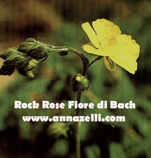 ROCK ROSE,FIORE DI BACH, FIORE DELL'ANIMA,TERAPIA VIBRAZIONALE,FLORITERAPIA,NATUROPATIA