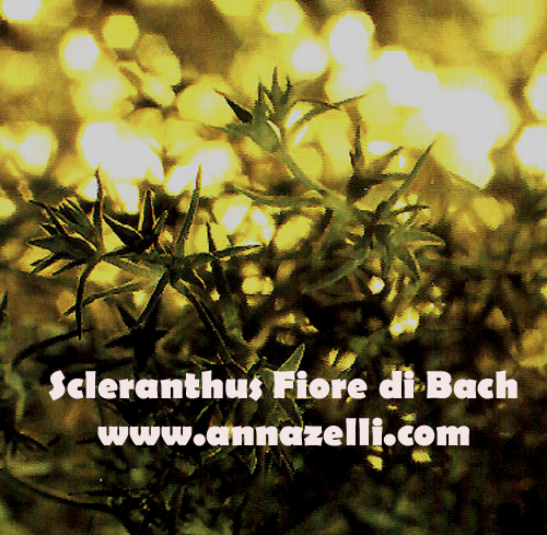 SCLERANTHUS, FIORE DI BACH, FIORE DELL'ANIMA,TERAPIA VIBRAZIONALE,FLORITERAPIA,NATUROPATIA