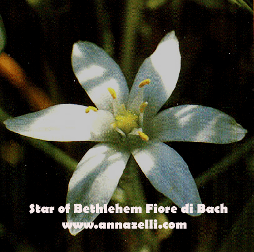 STAR OF BETHLEHEM, FIORE DI BACH, FIORE DELL'ANIMA,TERAPIA VIBRAZIONALE,FLORITERAPIA,NATUROPATIA