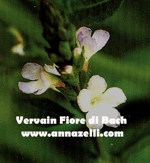 VERVAIN, FIORE DI BACH, FIORE DELL'ANIMA,TERAPIA VIBRAZIONALE,FLORITERAPIA,NATUROPATIA