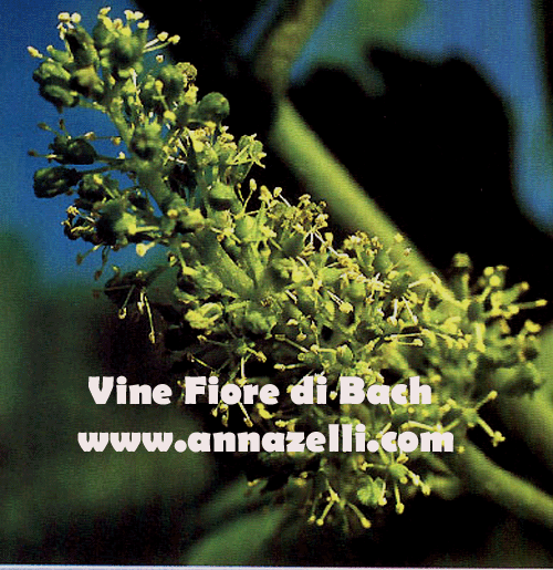 VINE, FIORE DI BACH, FIORE DELL'ANIMA,TERAPIA VIBRAZIONALE,FLORITERAPIA,NATUROPATIA