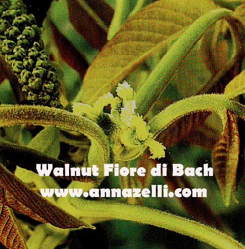 WALNUT, FIORE DI BACH, FIORE DELL'ANIMA,TERAPIA VIBRAZIONALE,FLORITERAPIA,NATUROPATIA