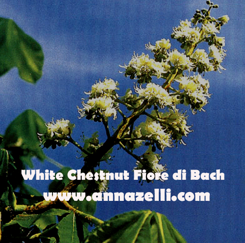 WHITE CHESTNUT, FIORE DI BACH, FIORE DELL'ANIMA,TERAPIA VIBRAZIONALE,FLORITERAPIA,NATUROPATIA