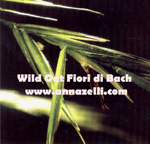 WILD OAT, FIORE DI BACH, FIORE DELL'ANIMA,TERAPIA VIBRAZIONALE,FLORITERAPIA,NATUROPATIA