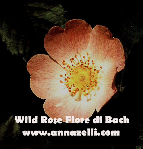 WILD ROSE,FIORE DI BACH, FIORE DELL'ANIMA,TERAPIA VIBRAZIONALE,FLORITERAPIA,NATUROPATIA