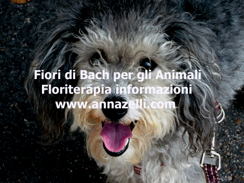 FIORI DI BACH PER GLI ANIMALI FLORITERAPIA ERBORISTERIA NATUROPATIA