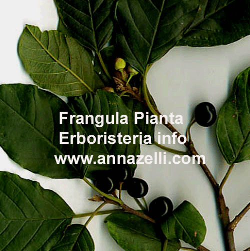 FRANGULA,PIANTA, ERBORISTERIA