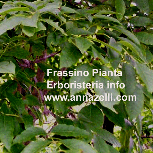 FRASSINO,SPINOSO,PIANTA,ERBORISTERIA
