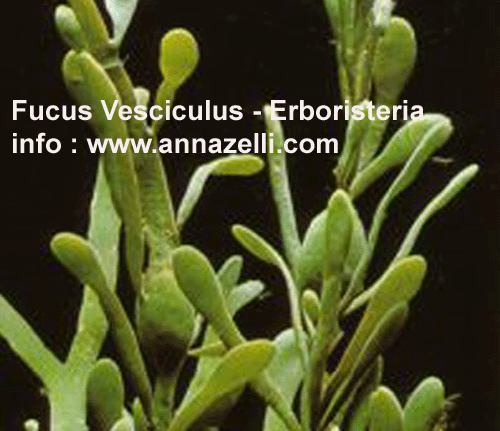FUCUS VESCICULUS, PIANTA, ERBORISTERIA