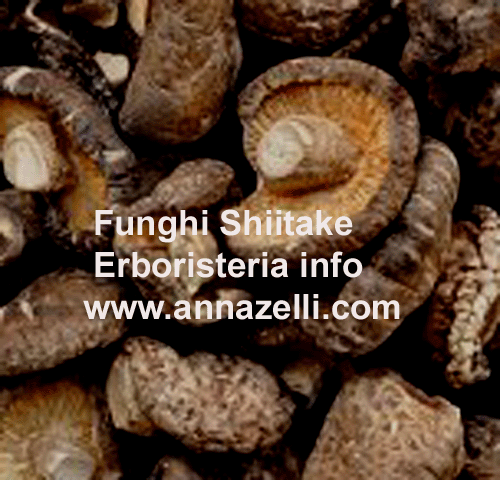 FUNGHI SHIITAKE, PIANTA, ERBORISTERIA