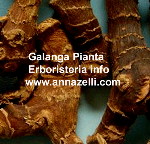GALANGA, PIANTA, ERBORISTERIA