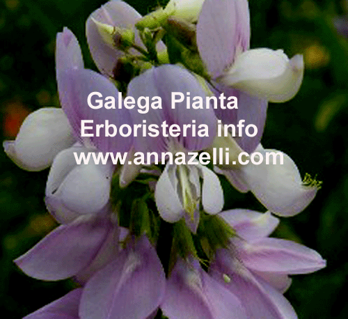 GALEGA, PIANTA, ERBORISTERIA