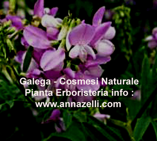GALEGA, COSMESI NATURALE, PIANTA, ERBORISTERIA