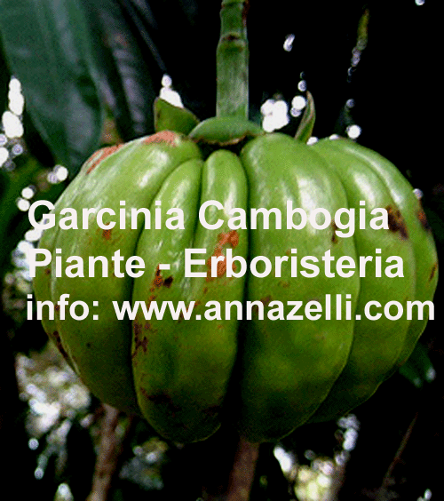 GARCINIA CAMBOGIA, PIANTE, ERBORISTERIA
