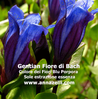 COLORE DEI FIORI GENTIAN FIORE DI BACH