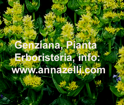 GENZIANA, PIANTA, ERBORISTERIA