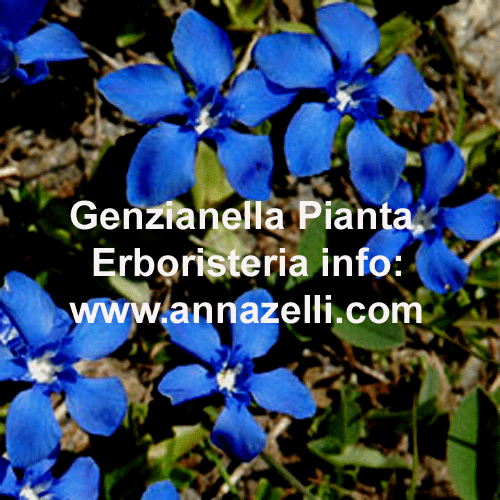 GENZIANELLA, PIANTA, ERBORISTERIA