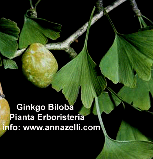 GINKGO,BILOBA,PIANTA,ERBORISTERIA