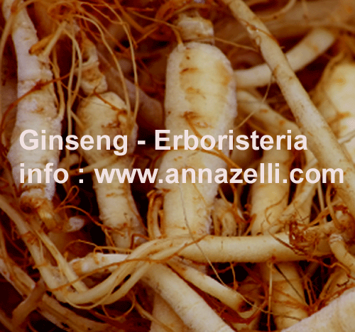 GINSENG, PIANTE, ERBORISTERIA