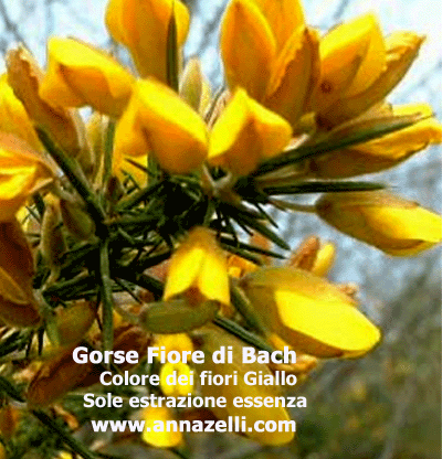 COLORE DEI FIORI GORSE FIORE DI BACH