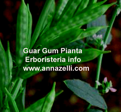 GUAR GUM,PIANTA, ERBORISTERIA