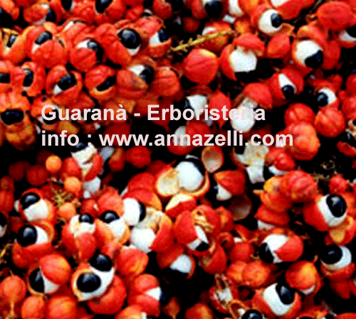 GUARANA', PIANTA, ERBORISTERIA