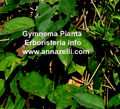 GYMNEMA,PIANTA,ERBORISTERIA